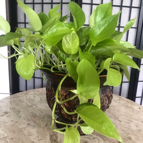 5 Rooted Starter Neon Pothos - Picture 2 of 11